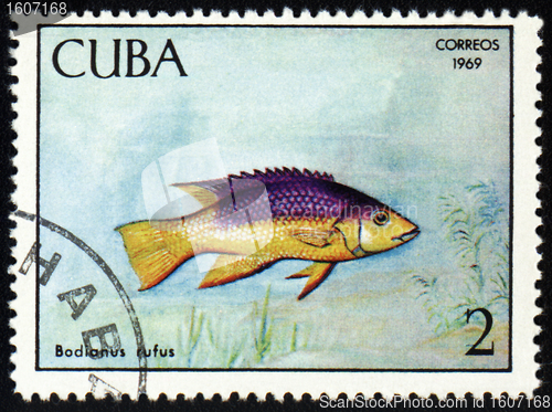 Image of Fish Bodianus rufus on post stamp