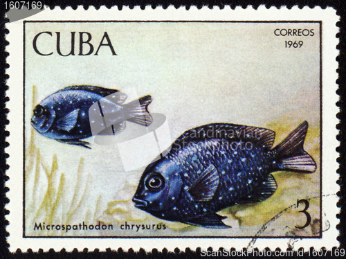 Image of Fish Microspathodon chrysurus on post stamp