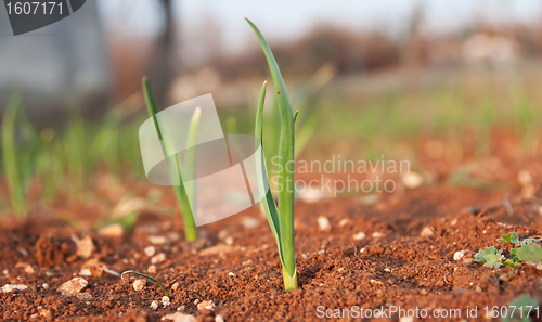 Image of young garlic