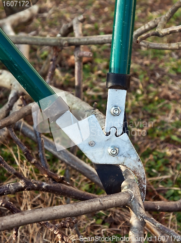 Image of tree cutting