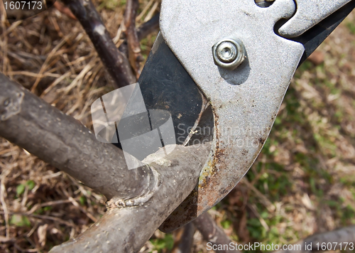 Image of cutting tree with clippers