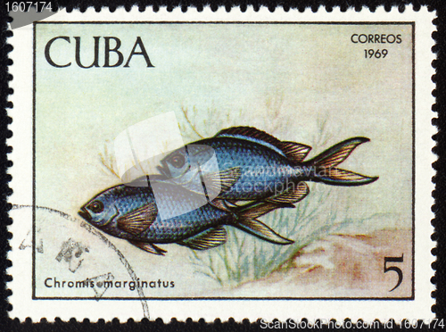 Image of Fish Chromis marginatus on post stamp