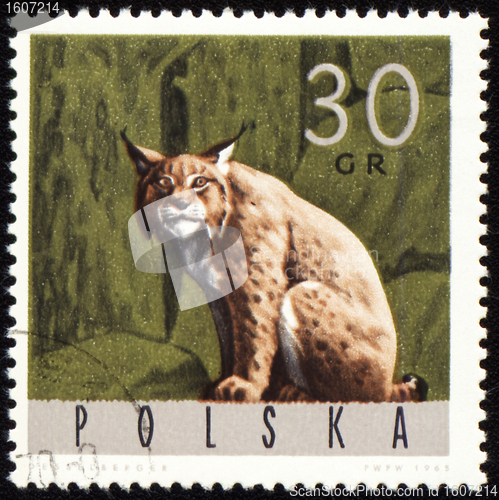 Image of Lynx on post stamp