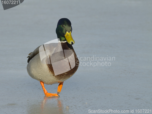 Image of Mallard on the ice