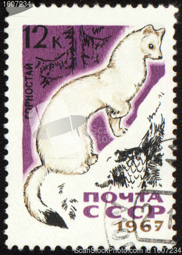 Image of Ermine on post stamp