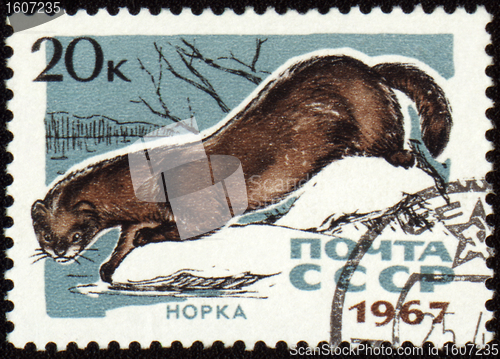 Image of Mink on post stamp