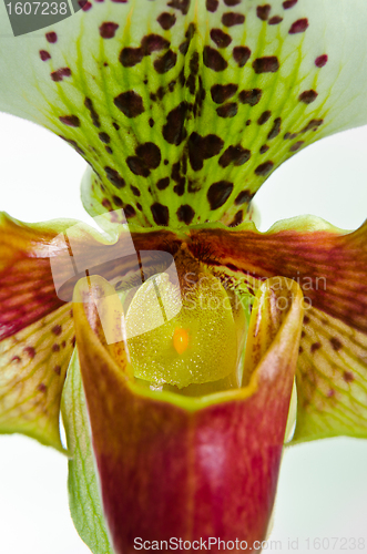 Image of Close up of orchid (Paphiopedilum Maudiae) 