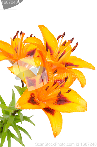 Image of Orange lily flowers