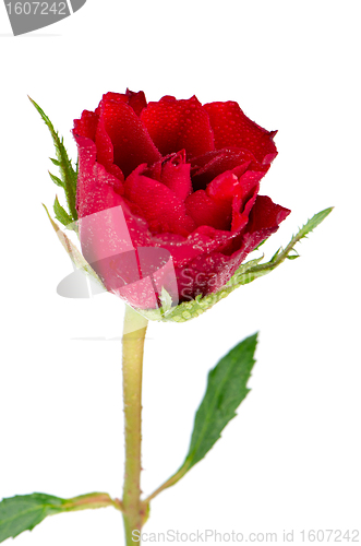 Image of Beautiful red rose