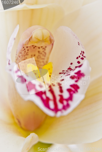 Image of Orchid flower close-up, selective focus 