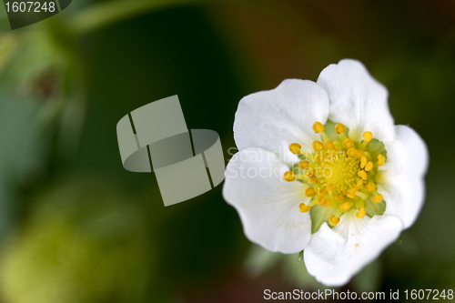 Image of Strawberry Fruit Plant Flower