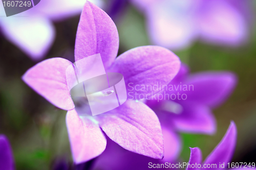 Image of Campanula Portenschlagiana Blue Bell Flowers Closeup