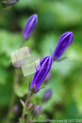 Image of Campanula Portenschlagiana Blue Bell Flower Buds