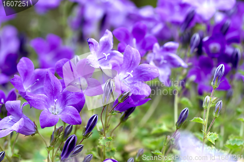 Image of Campanula Portenschlagiana Blue Bell Flowers