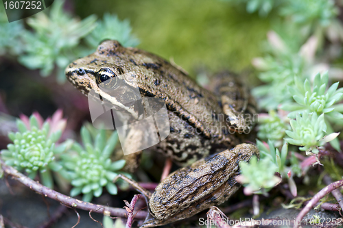 Image of Pacific Tree Frog among succulent plant