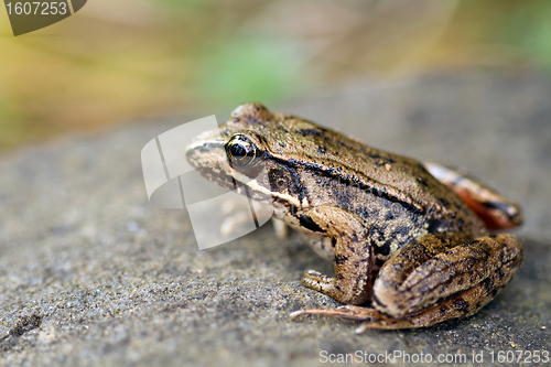 Image of Pacific Tree Frog on a Rock