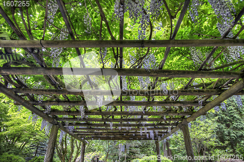 Image of Wisteria in Bloom at Portland Japanese Garden