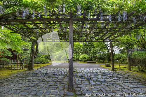 Image of Wisteria in Bloom at Portland Japanese Garden Path