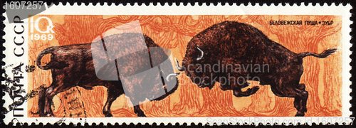 Image of Two bisons on post stamp