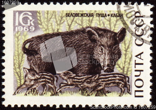 Image of Wild boar on post stamp