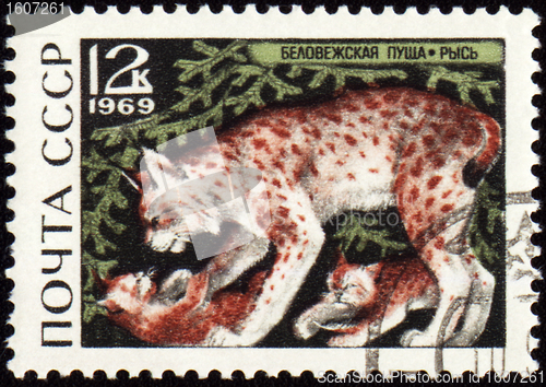 Image of Lynx on post stamp