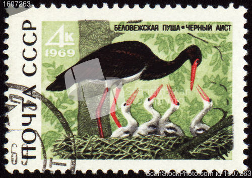 Image of Black stork on post stamp