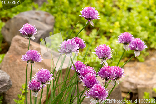 Image of Garlic Chives Flowers