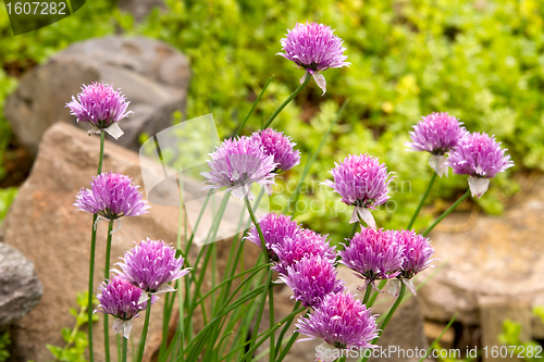 Image of Garlic Chives Flowers