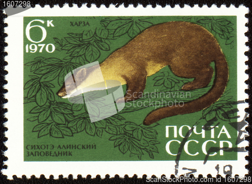 Image of Pine marten on post stamp