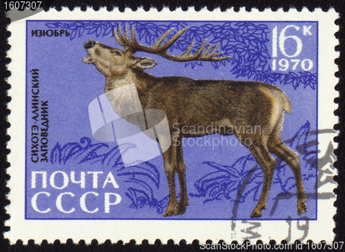 Image of Siberian stag on post stamp