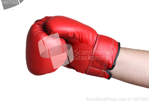 Image of Boxer