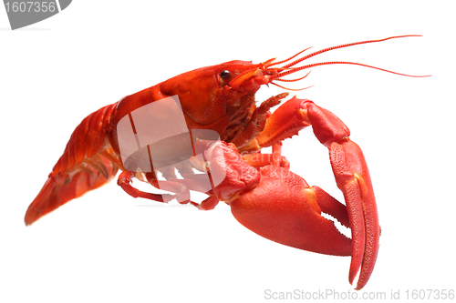 Image of Crayfish isolated on white 