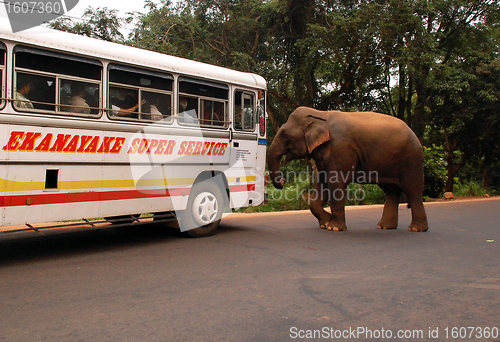 Image of Wild Elephants Attacks Passenger Coach