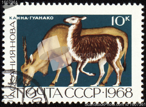 Image of Antelope on post stamp