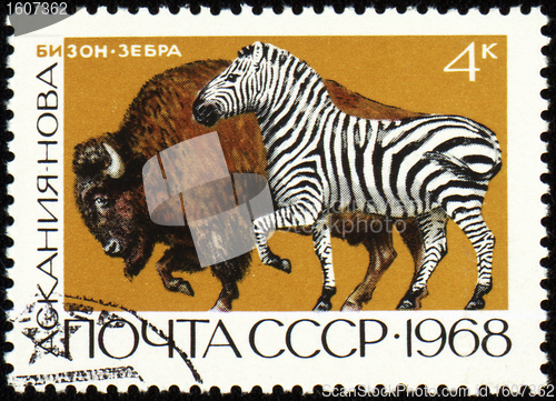 Image of Zebra and bison on post stamp