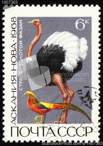 Image of Ostrich and golden pheasant on post stamp