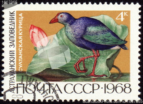 Image of Sultan hen on post stamp