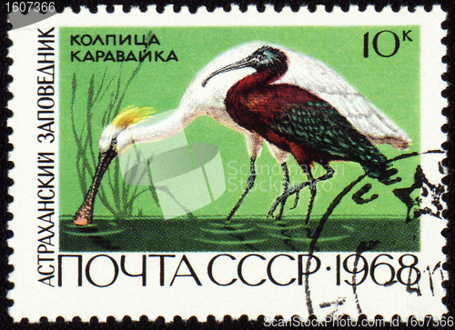 Image of Spoonbill and ibis on post stamp