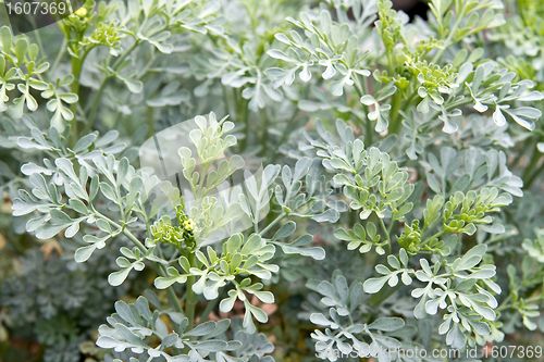 Image of Rue Herb Plant