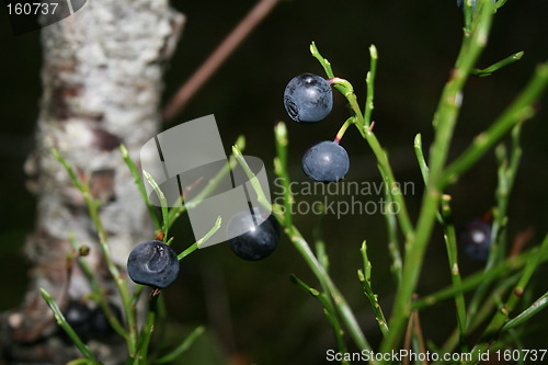 Image of Blueberry