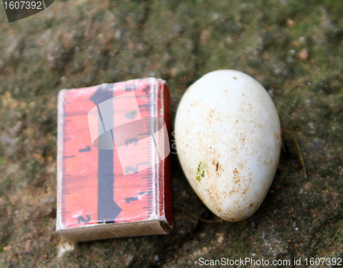 Image of Egg of Parakeet Auklet