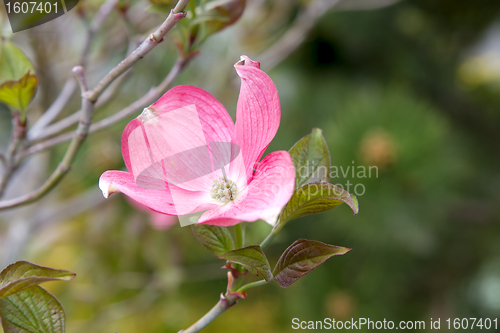 Image of Pink Dogwood Tree