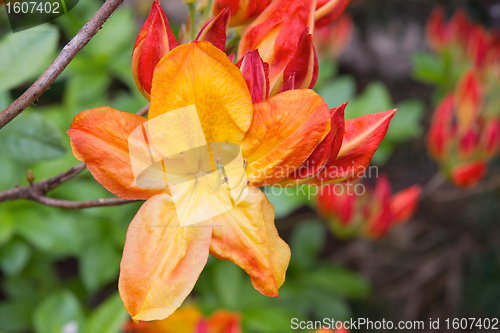 Image of Azalea Mollis Flower