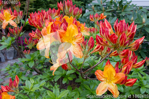 Image of Azalea Mollis Plant