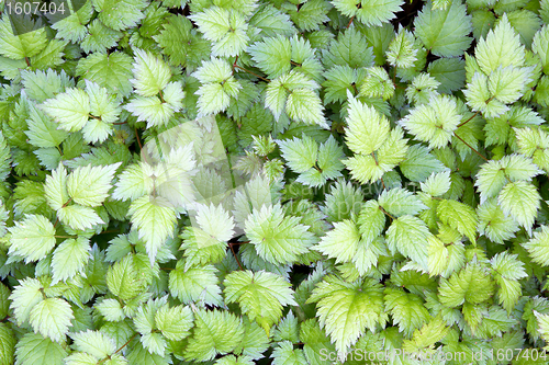 Image of Astilbe Leaves Background