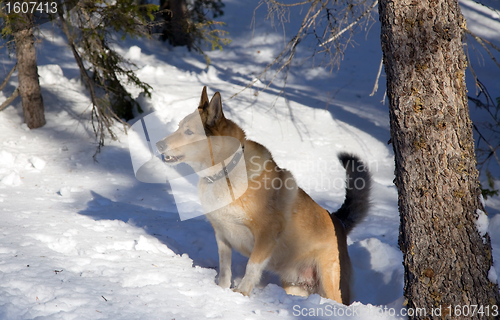 Image of Red  hunting dog  in winter