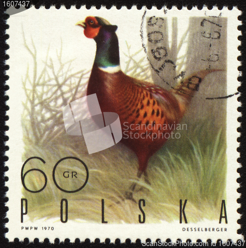 Image of Ringnecked Pheasant on post stamp