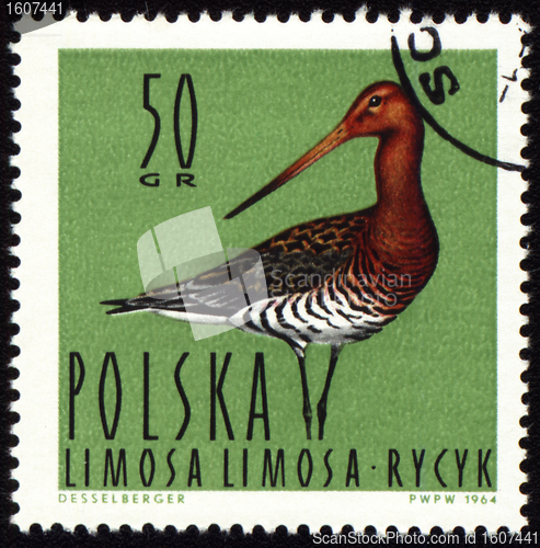 Image of Black-tailed Godwit on post stamp