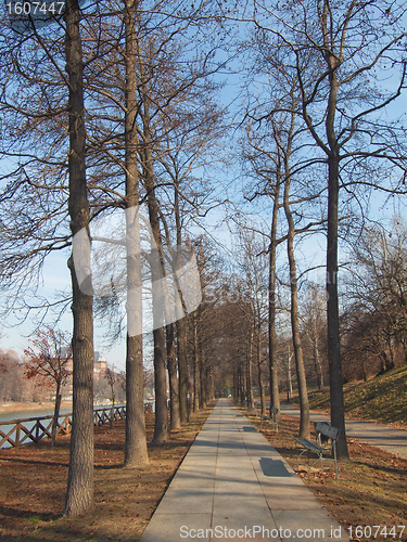 Image of Path among trees