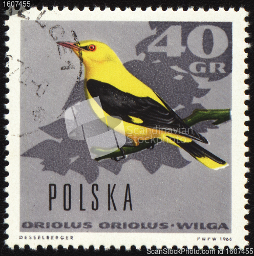 Image of Oriole on post stamp